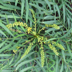 mahonia -soft caress